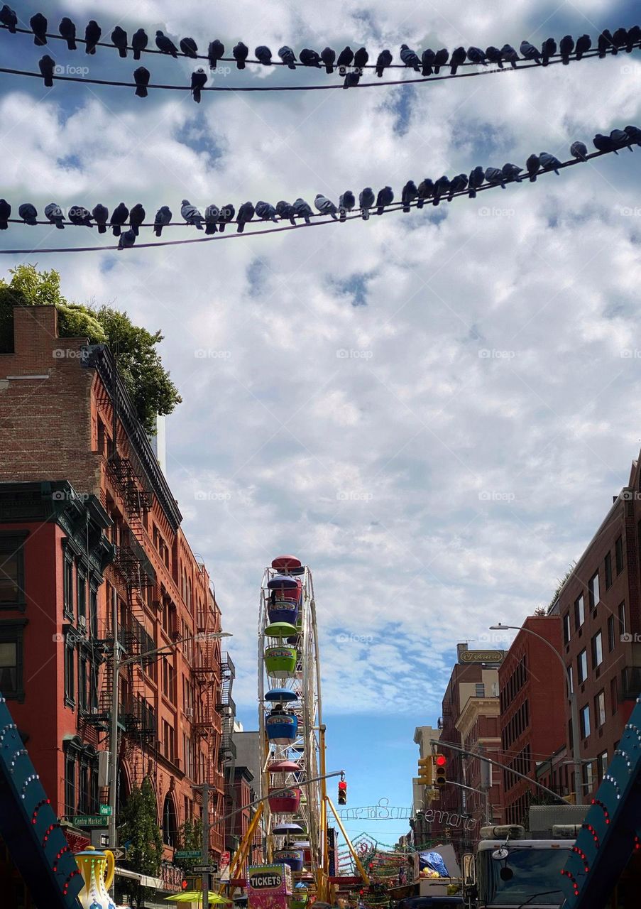 Pigeons perched on wires above the San Gennaro festival on Grand Street in New York City’s Little Italy 