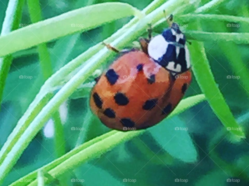 Ladybird closeup 