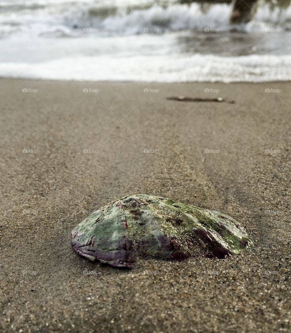 Single
Seashell on the seashore beach in the sand ocean tide beach