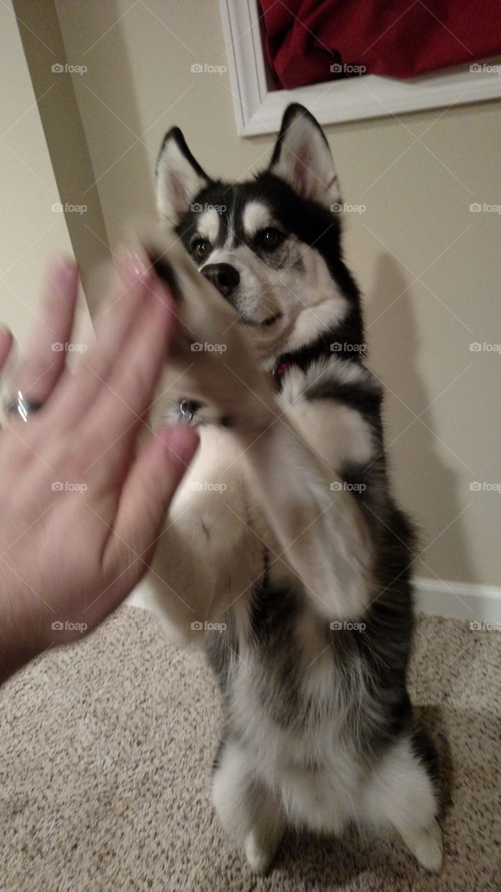High-five!. my husky giving me a two-pawed high-five.