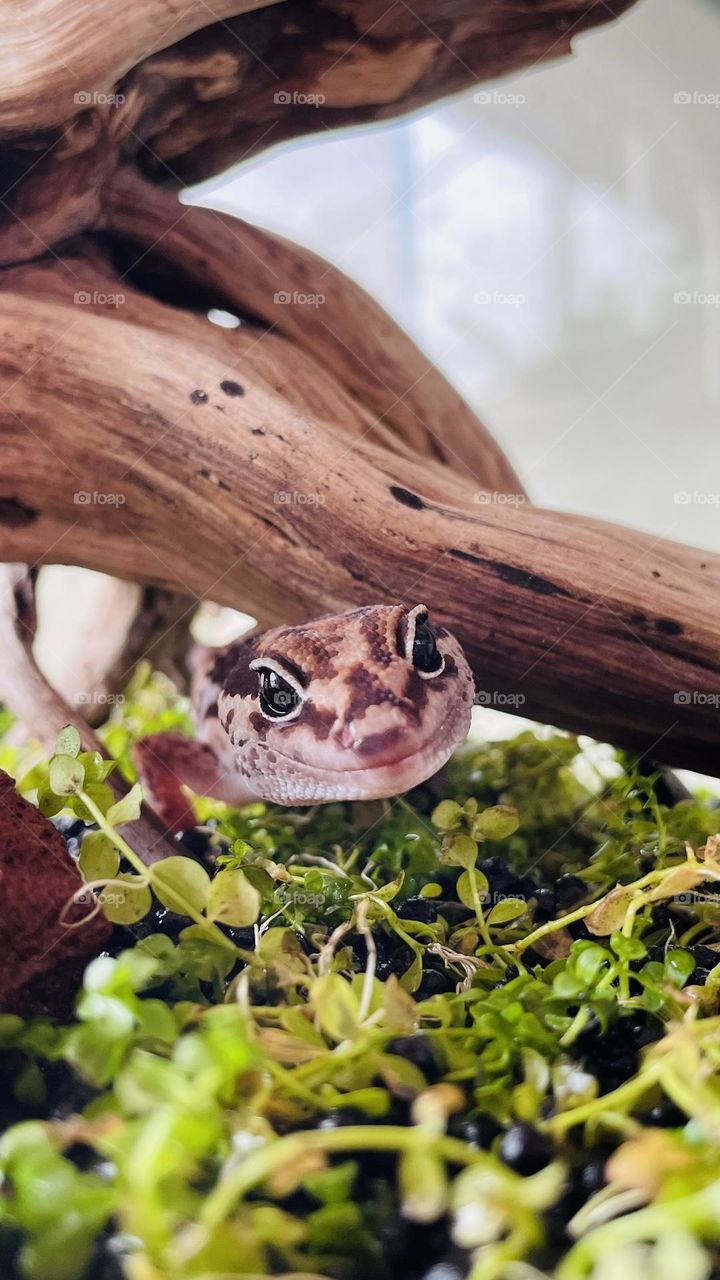 Lizard smile 