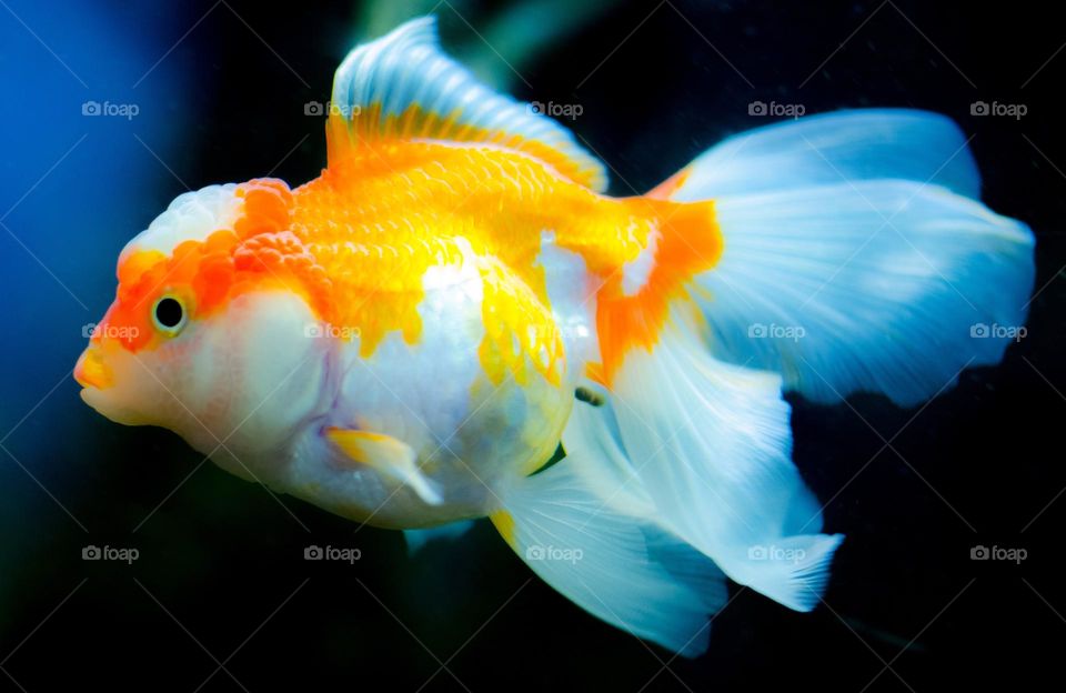 Beautiful and cute fish