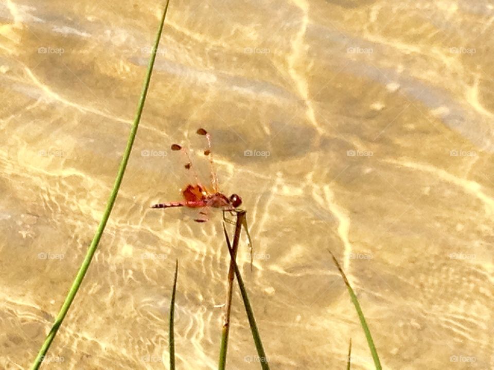 Styling Dragonfly . On the waters edge