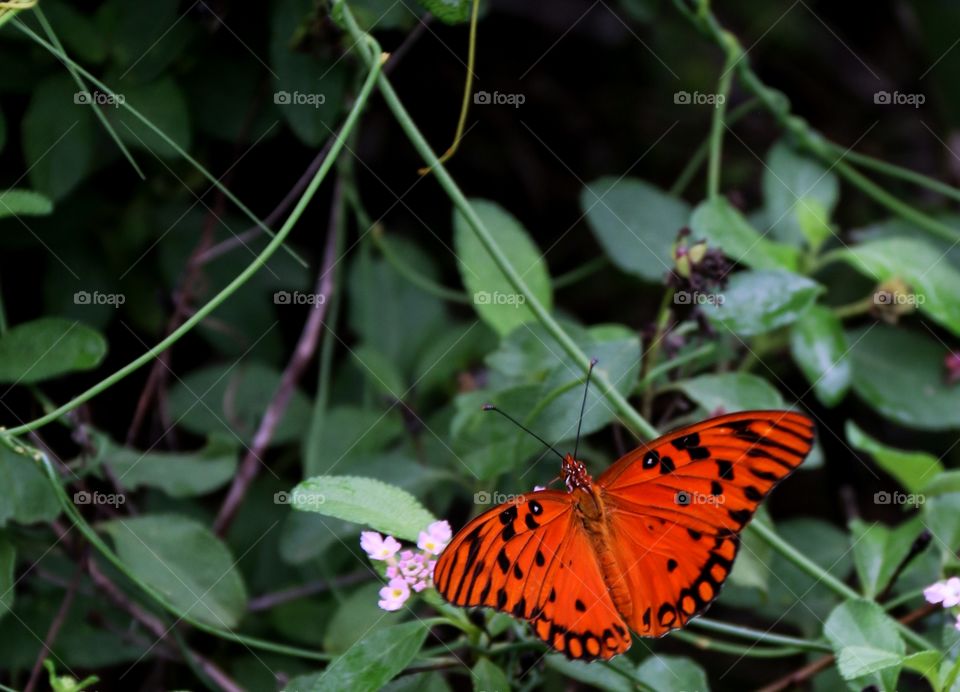 Orange butterfly feeding off flower in green foliage