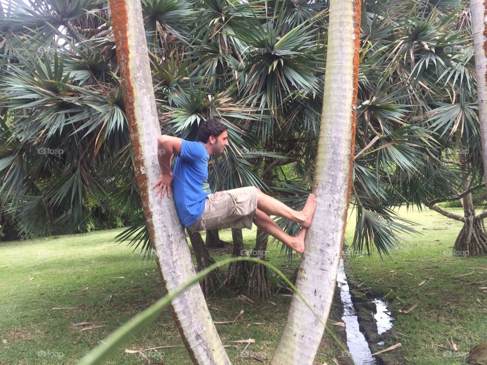 Climbing palmer