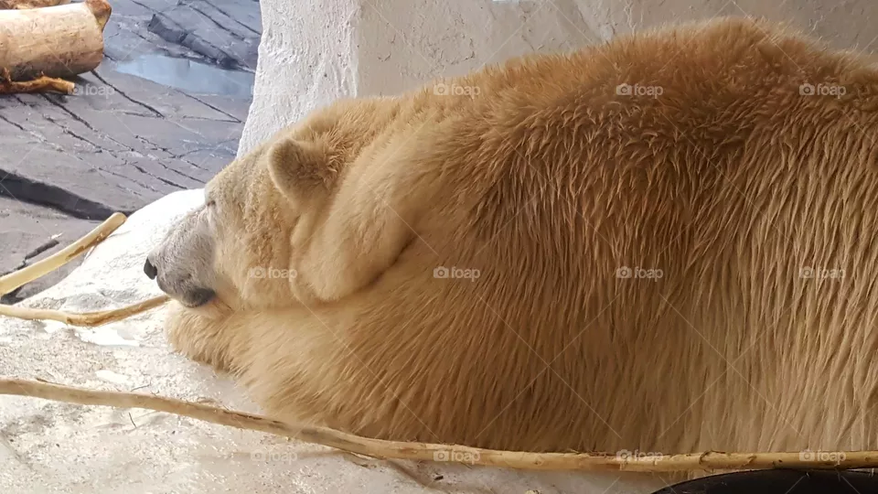 Polar bear