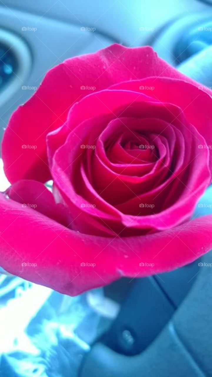 Single red rose