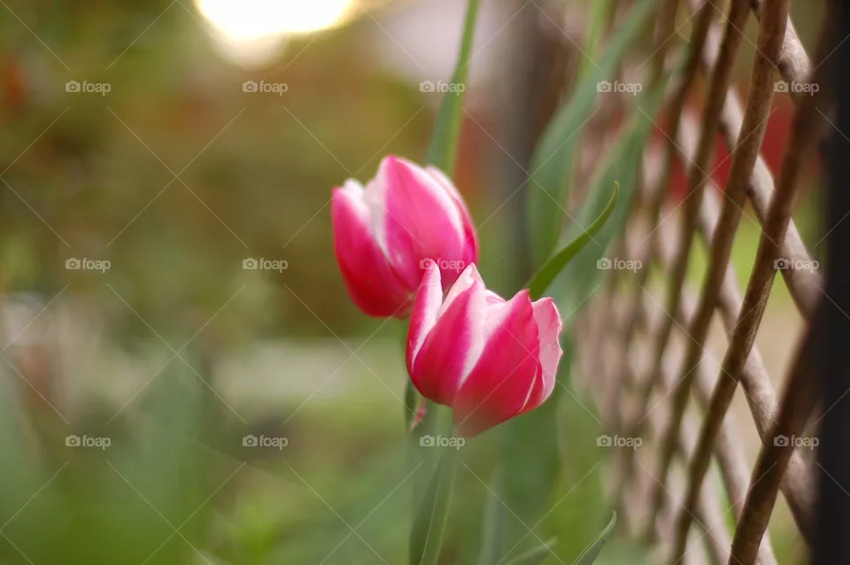 Tulips