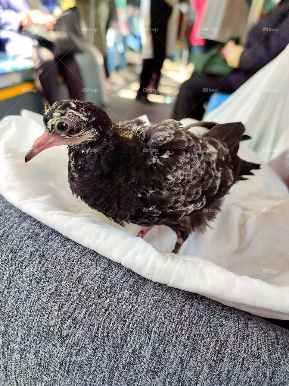 A pigeon chick sits on a man's lap, which is being taken to the veterinarian. Tram passengers in the background