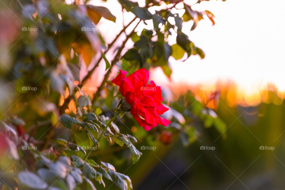 A rose bush in my garden at sunset. 🌹