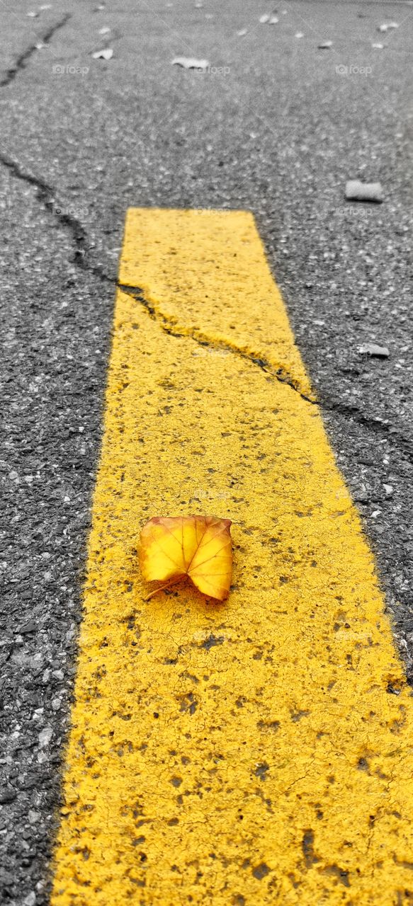 Yellow leave on the yellow stripe on the road.