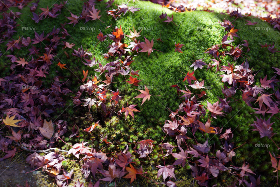green leaves japan moss by neohawk
