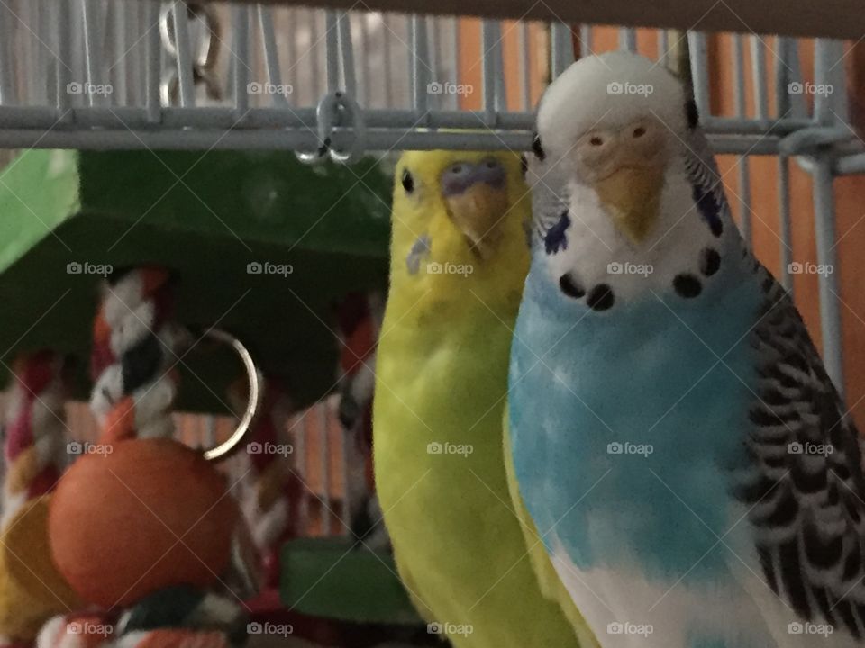 2 birds in a cage
