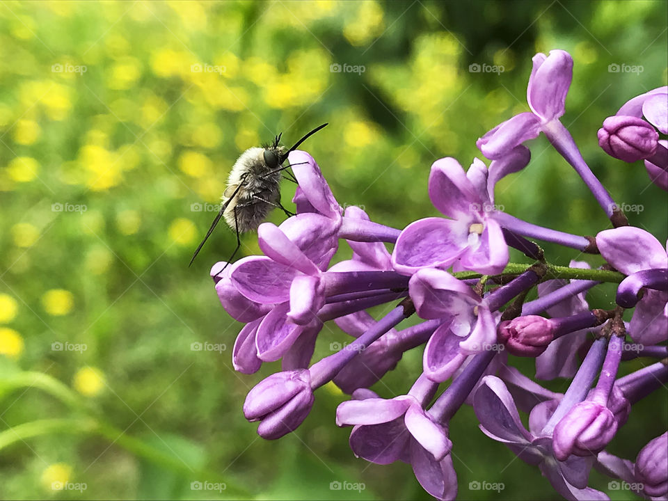 Spring fly Bombylius major at the lilac flowers after the spring rain on yellow dandelion field background 