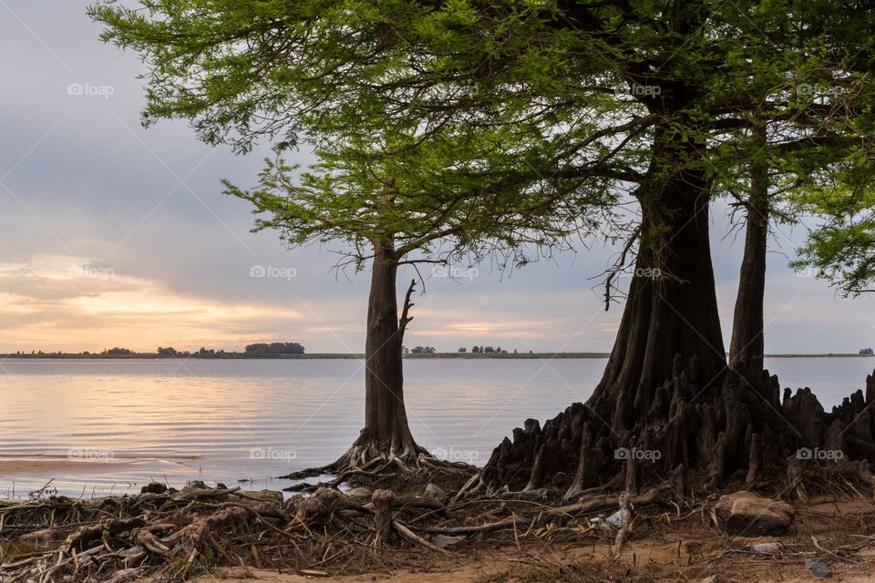 "Roots"

Some curious trees with their roots exposed, at the river bank of Rio Negro, during a extremely calm tide.

San Gregorio de Polanco, Tacuarembó, Uruguay.

http://www.picardo.photography/Portfolio/Landscapes/i-nm87Cb6/A