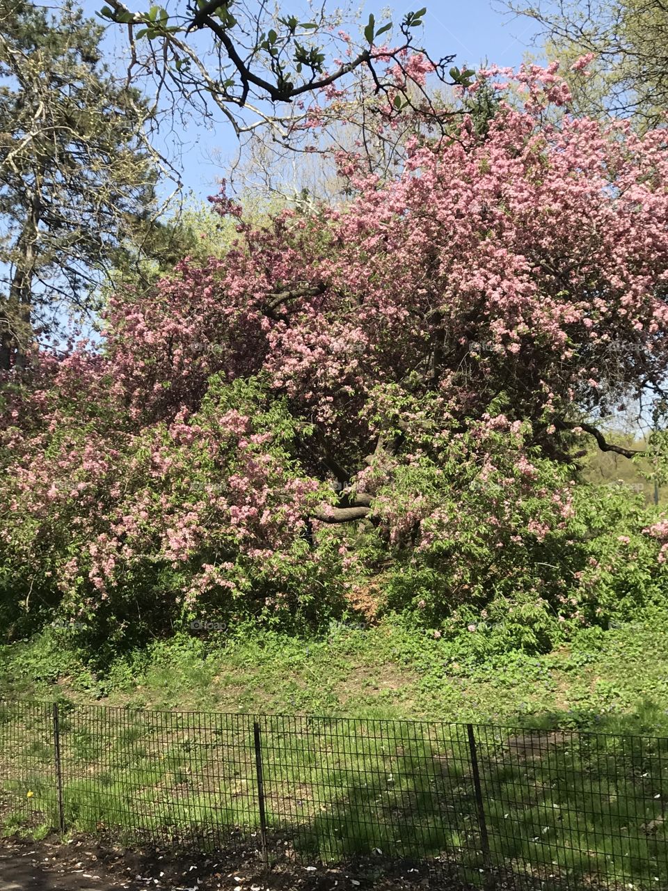 Central Park tree