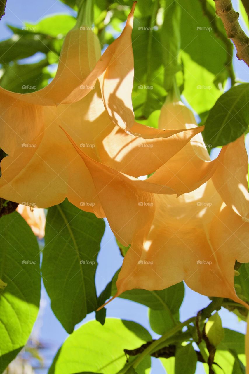 Trumpet Vine Flowers