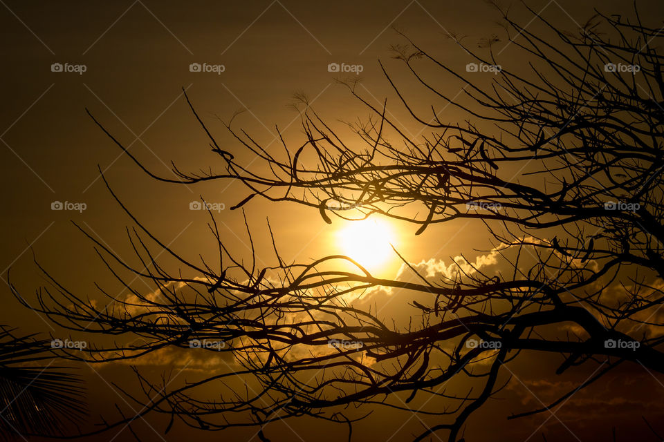 Tree behind sunset
