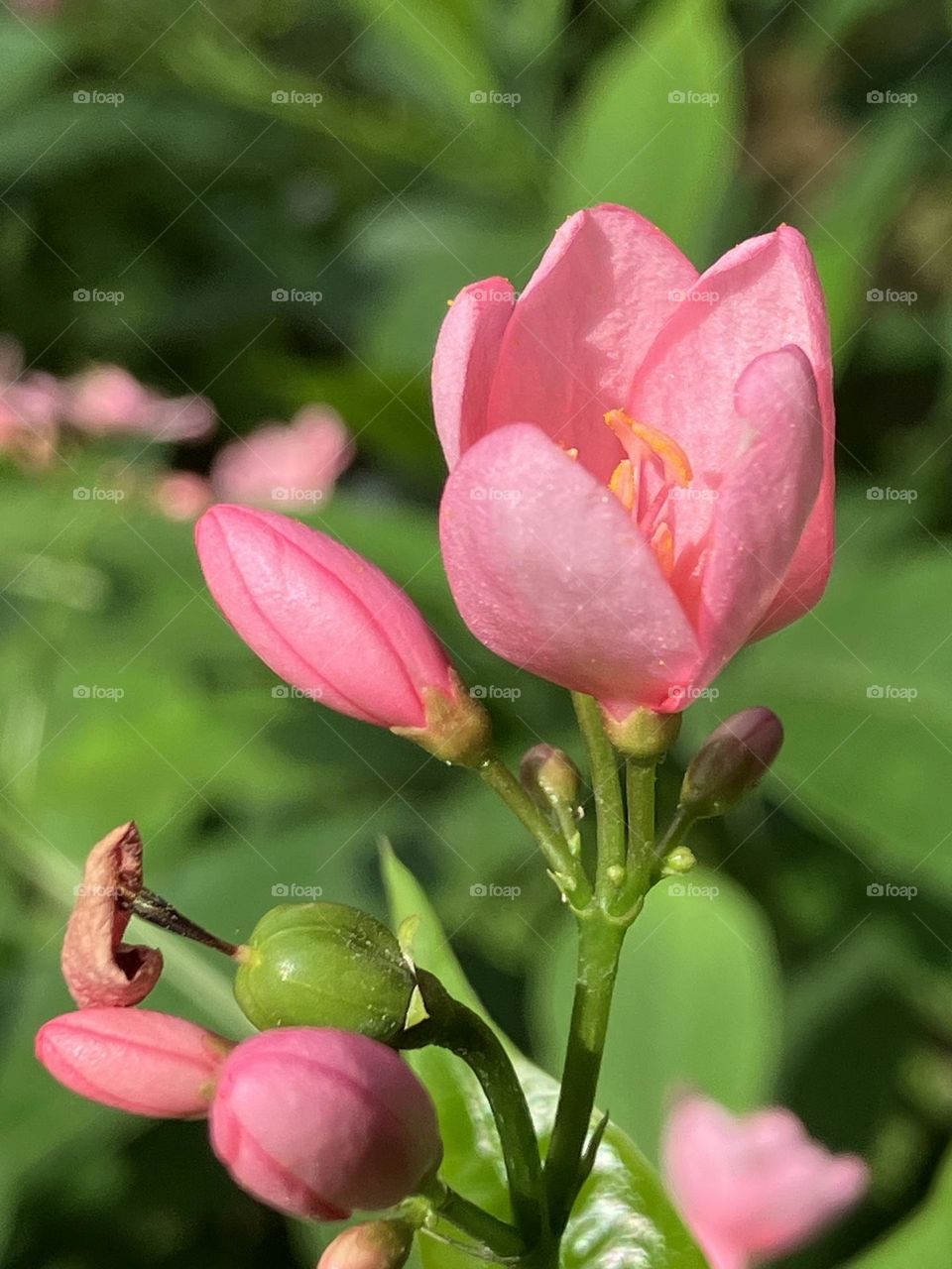 Semi-open bud of Jatrophia 