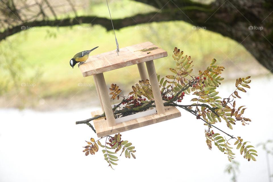 Bird on a feeder