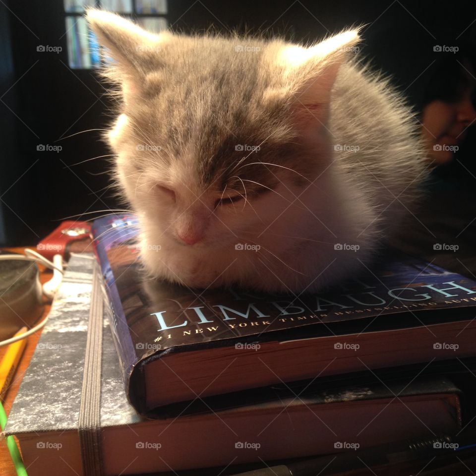 Breezy the kitten asleep on the books