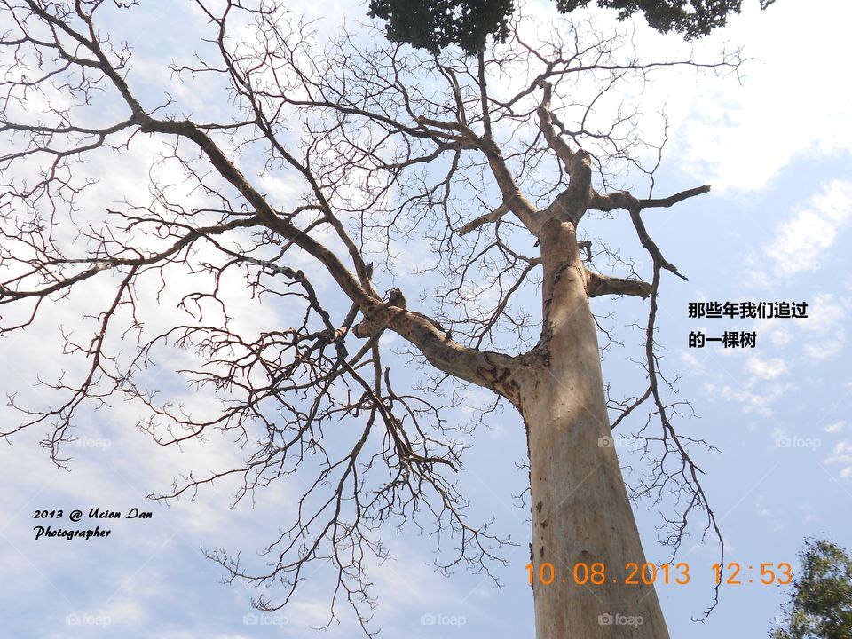 Once Upon A Time-那些年. A tree Standing there and let me took his Photo in Once Upon a time.