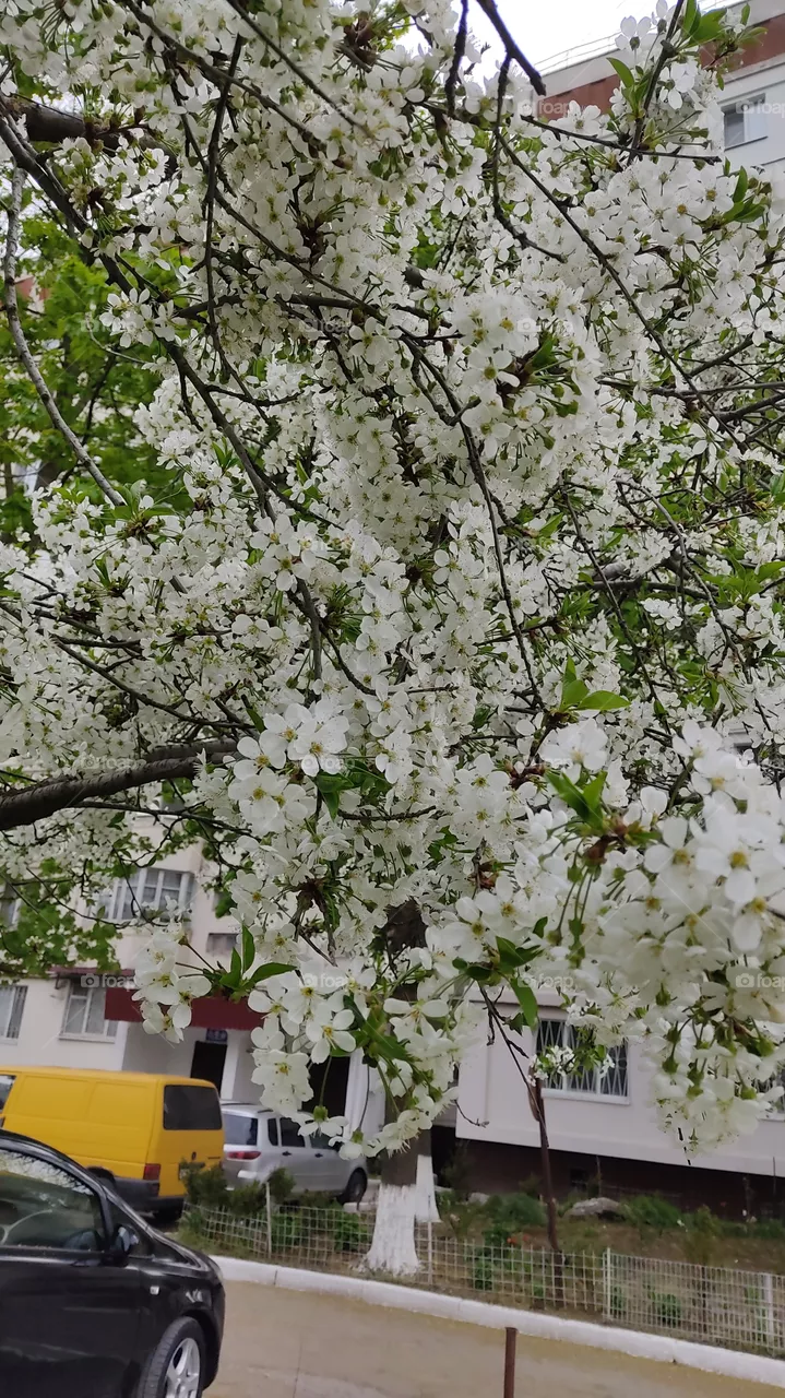 spring melody