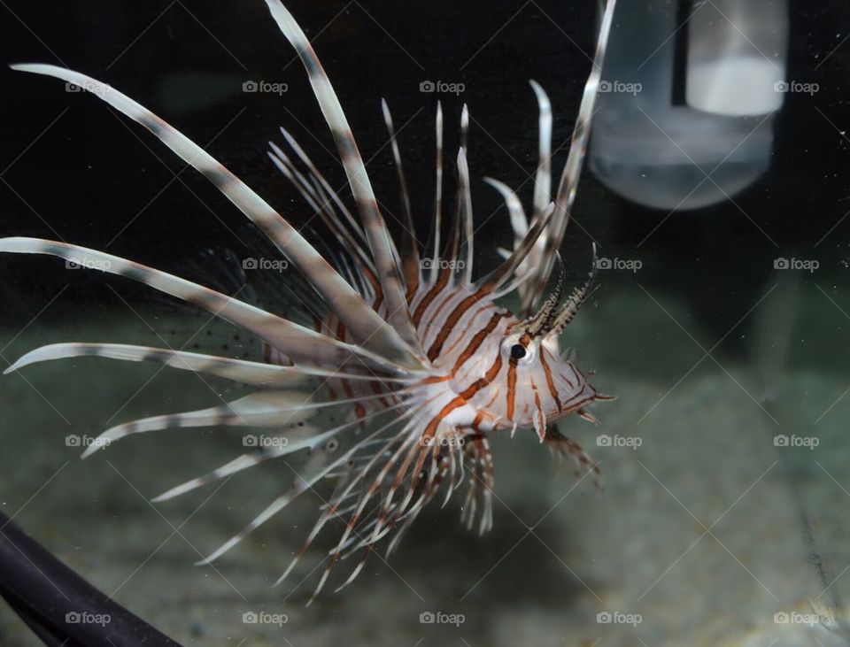 Lion fish