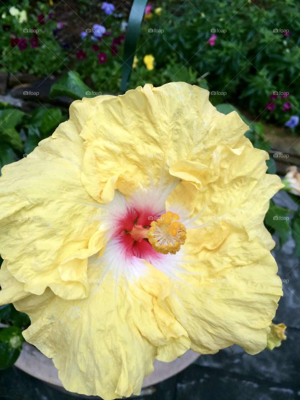 Hibiscus / Pastel yellow With white and red center