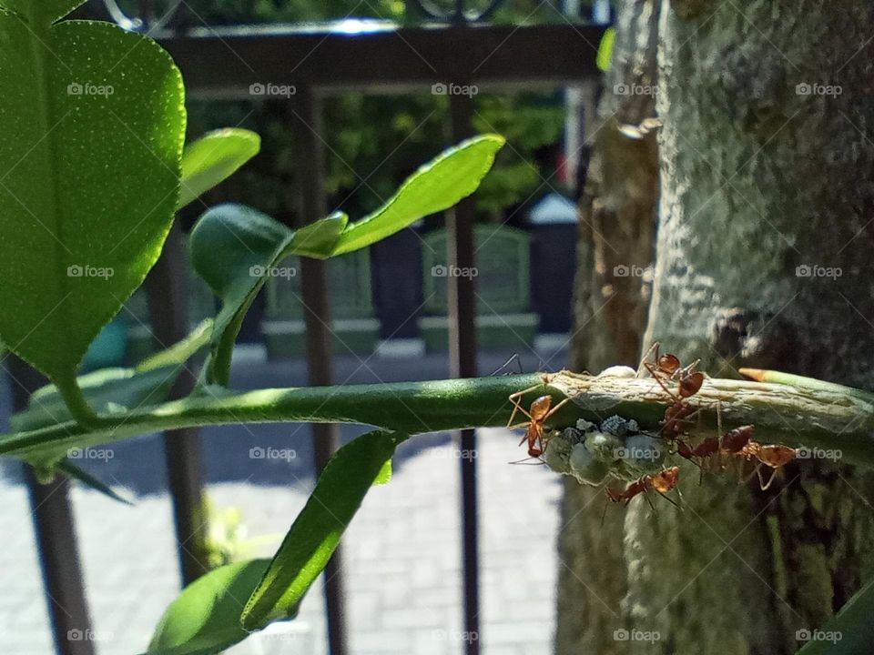 That afternoon, several red ants were busy looking for food among the leaves