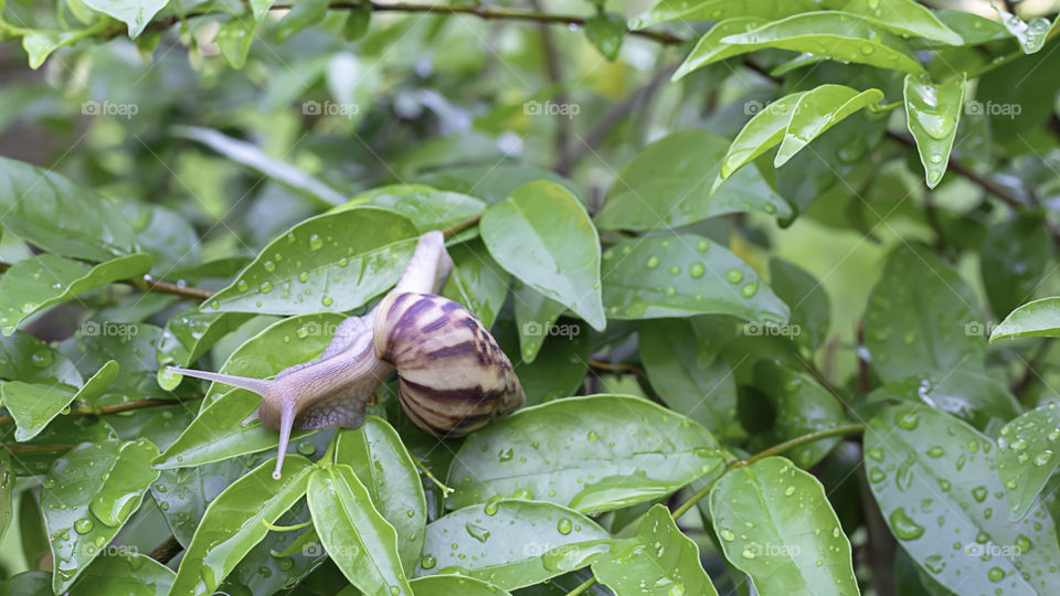 Snail On the green leaves with water drops.