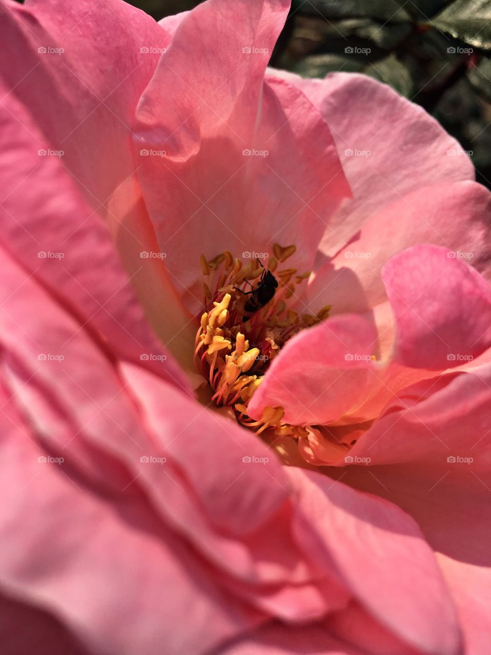 Bee pollinating on pink flower