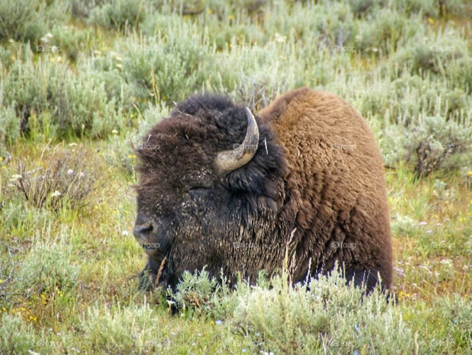 Buffalo resting