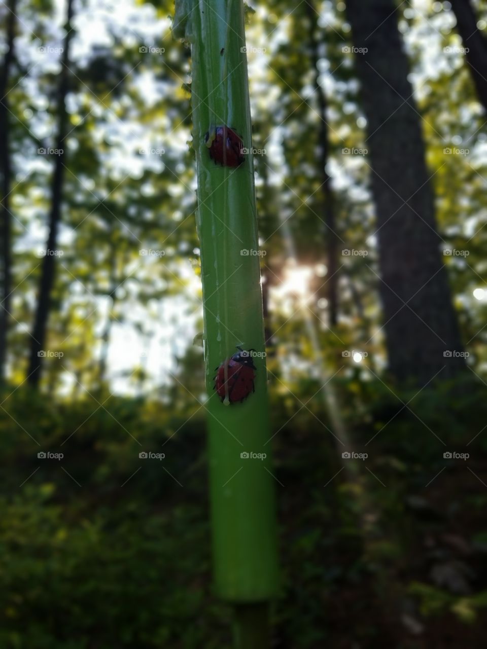 Ladybug Candle