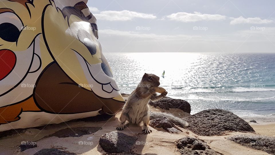 Cute chipmunk standing holding a peanut in front of a Chip and Dale tote bag on a sunny day by the sea - en gullig söt jordekorre står och håller en jordnöt med sina händer framför en piff och Puff väska en solig dag vid havet 