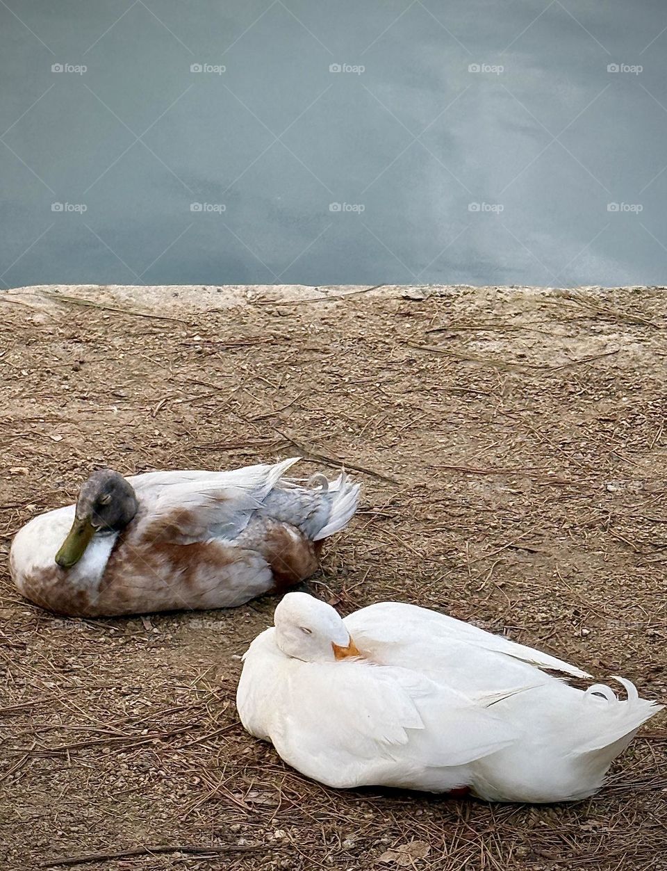 Two Sleeping Mallard Ducks