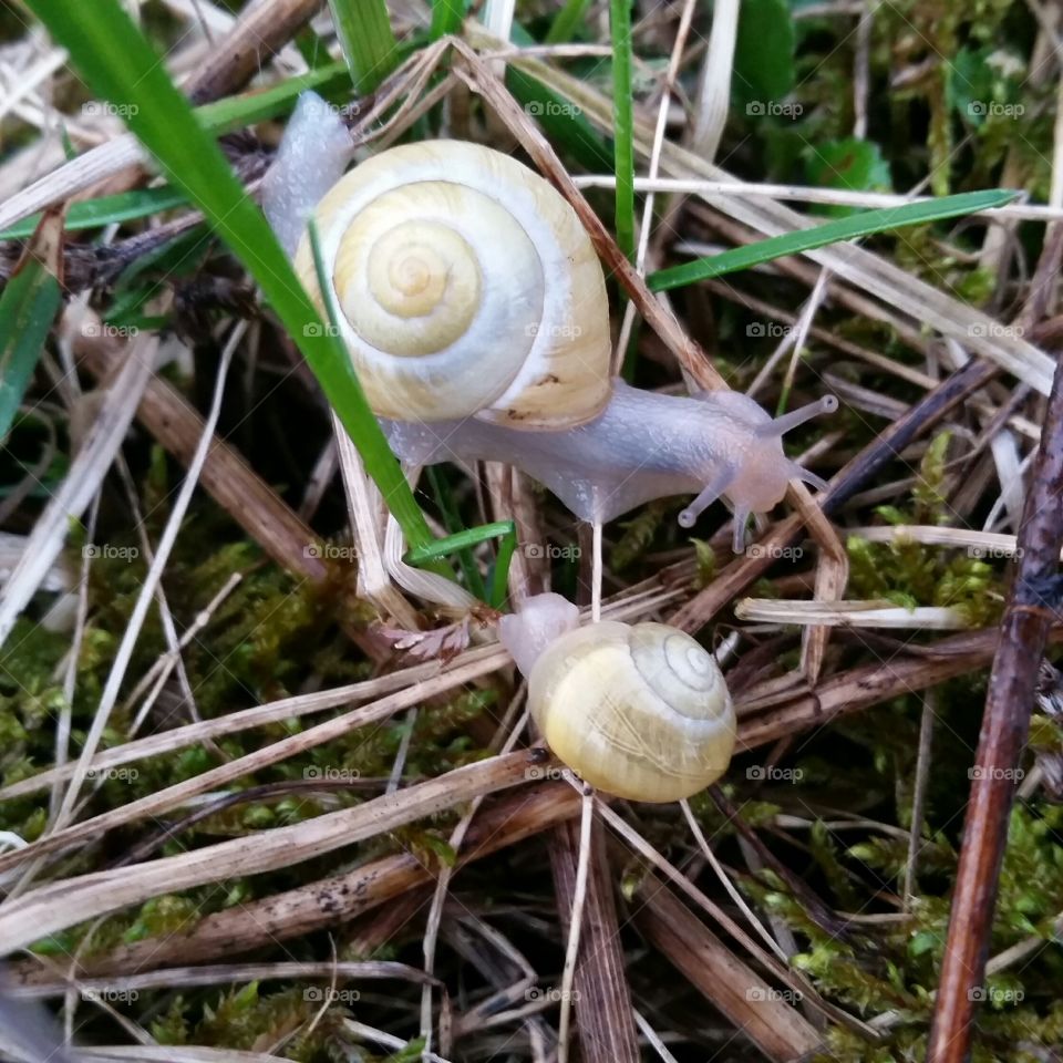 Snail, escargot
