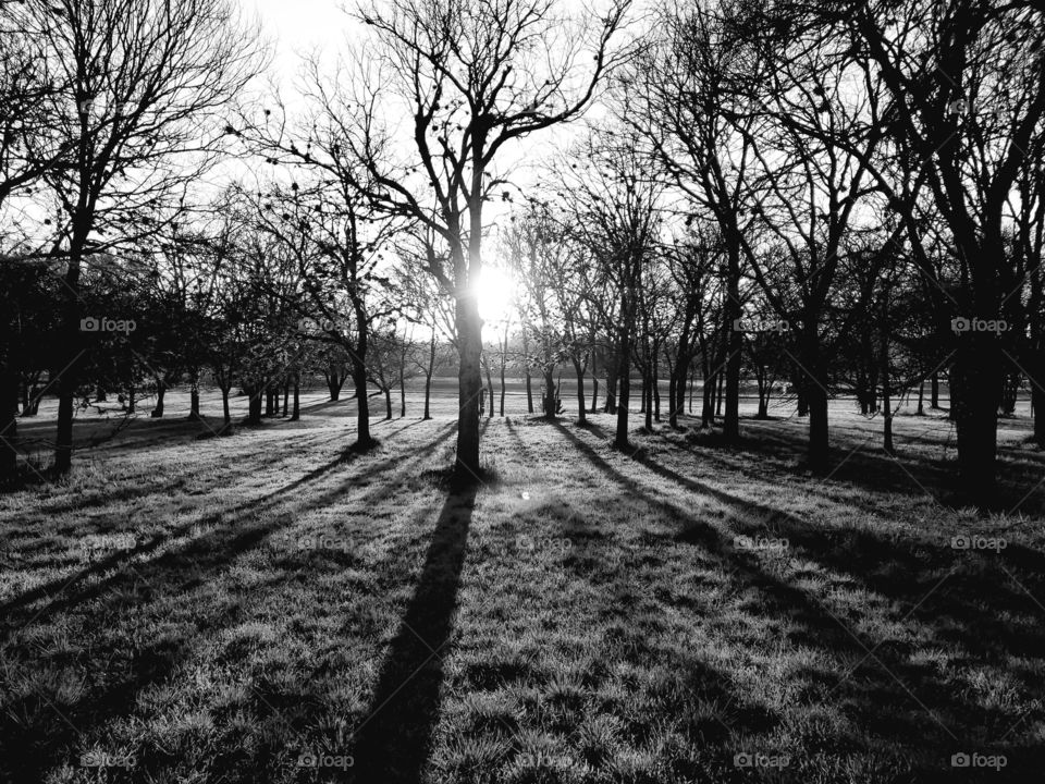 Black and white photo of the sun setting behind a grove of trees