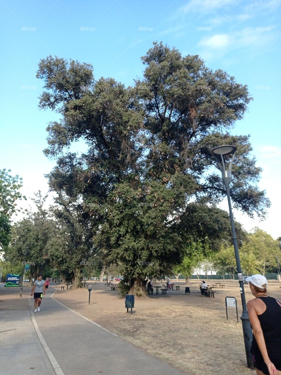 Trees on our walk