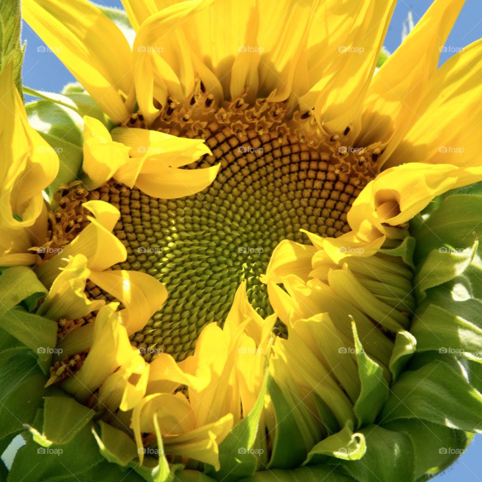 Sunflower partially opened with sunlight on the petals