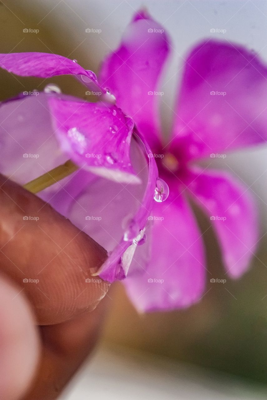 Beautiful macro shot 