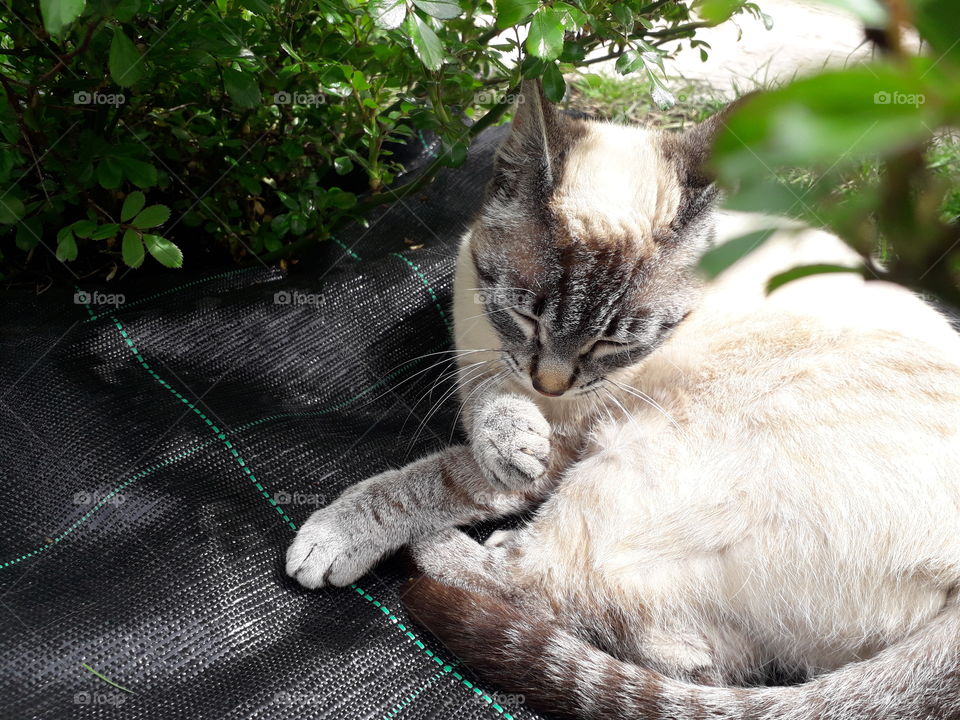 my cat in the garden