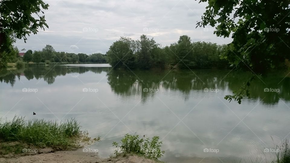 a duckling in a lake surrounded by beautiful nature