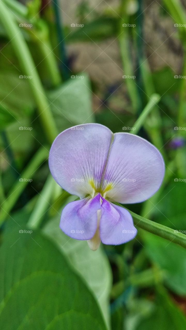 little purple flower