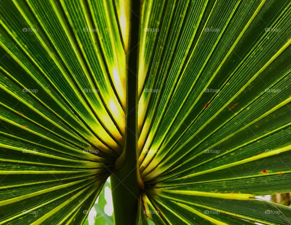 Repetitive pattern of rows on a sunlit palmetto frond.