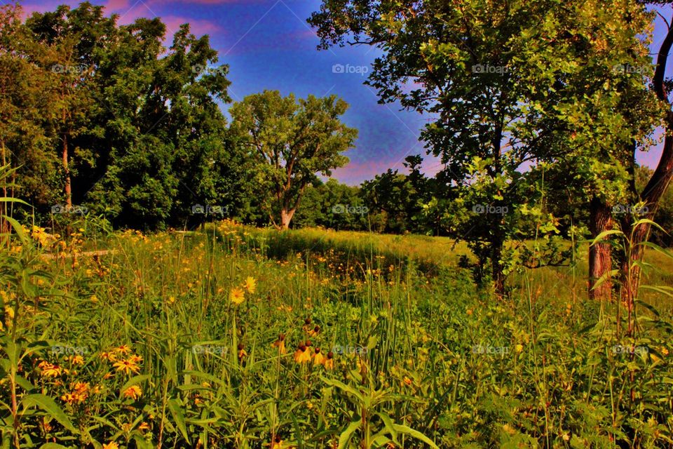 Summer meadow 