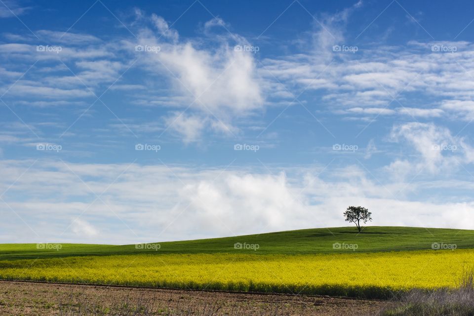 Green Field and blue sky panorama