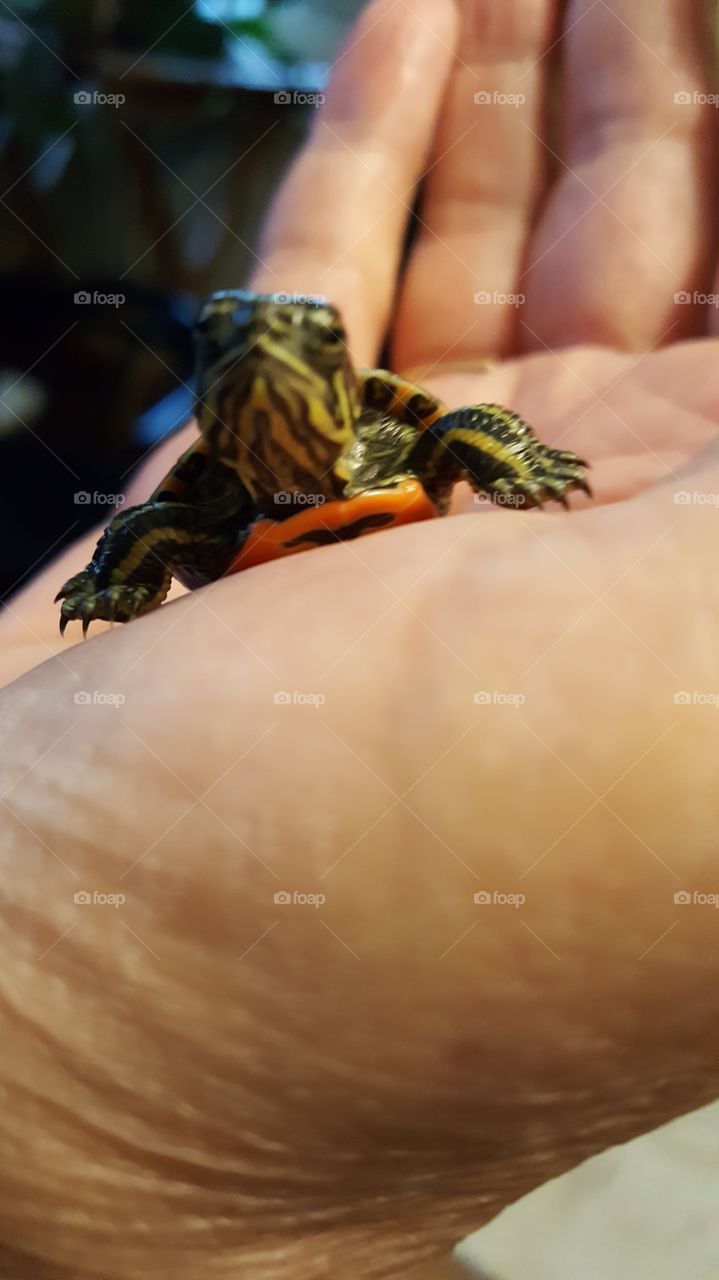 turtle hatchling