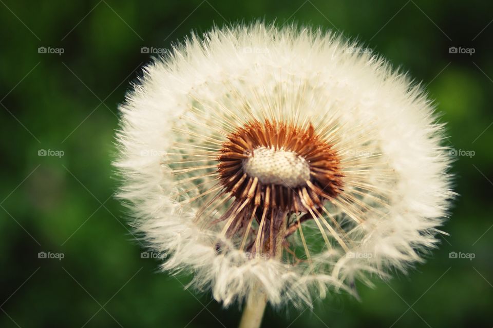 Close-up of dandelion flower