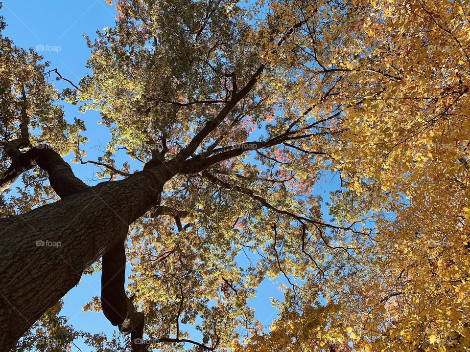 Golden fall foliage Maple tree Autumn. Central Park New York. 